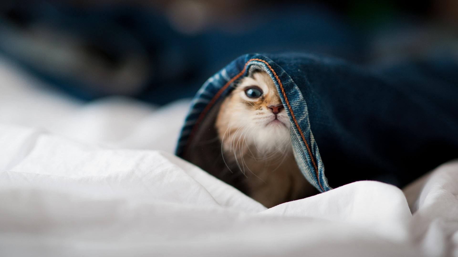 开云体育APP下载-德甲争冠战之夜，孔德如防御工事般屹立，他是拜仁防线唯一的中轴线