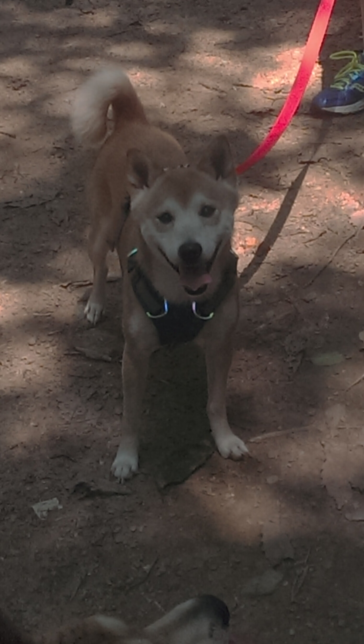 开云体育app-两个雄鹿，东方水泥地的汗水，与美利坚之夜的金杯