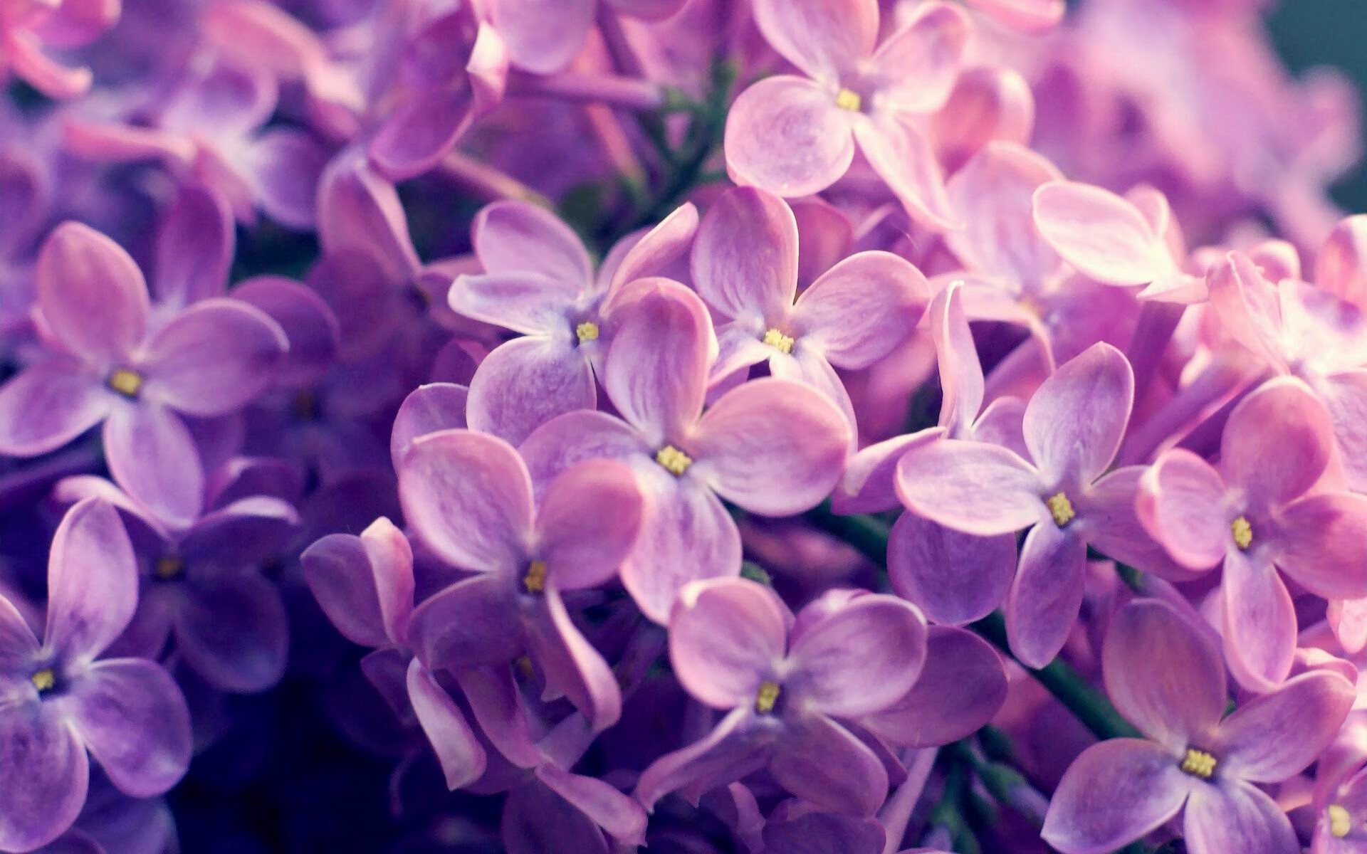 轰鸣与绝杀,胜利的基因在赛道与球馆共振