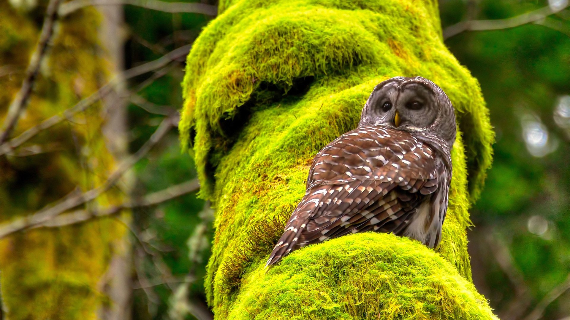 单节定江山,老鹰惊世逆转马刺的东决传说