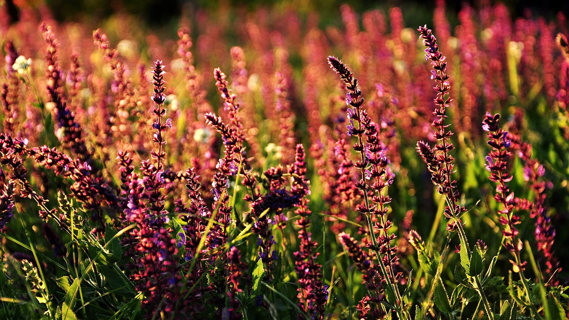 神迹在魔幻之地绽放,玻利维亚1-0巴西,穆勒一战封神