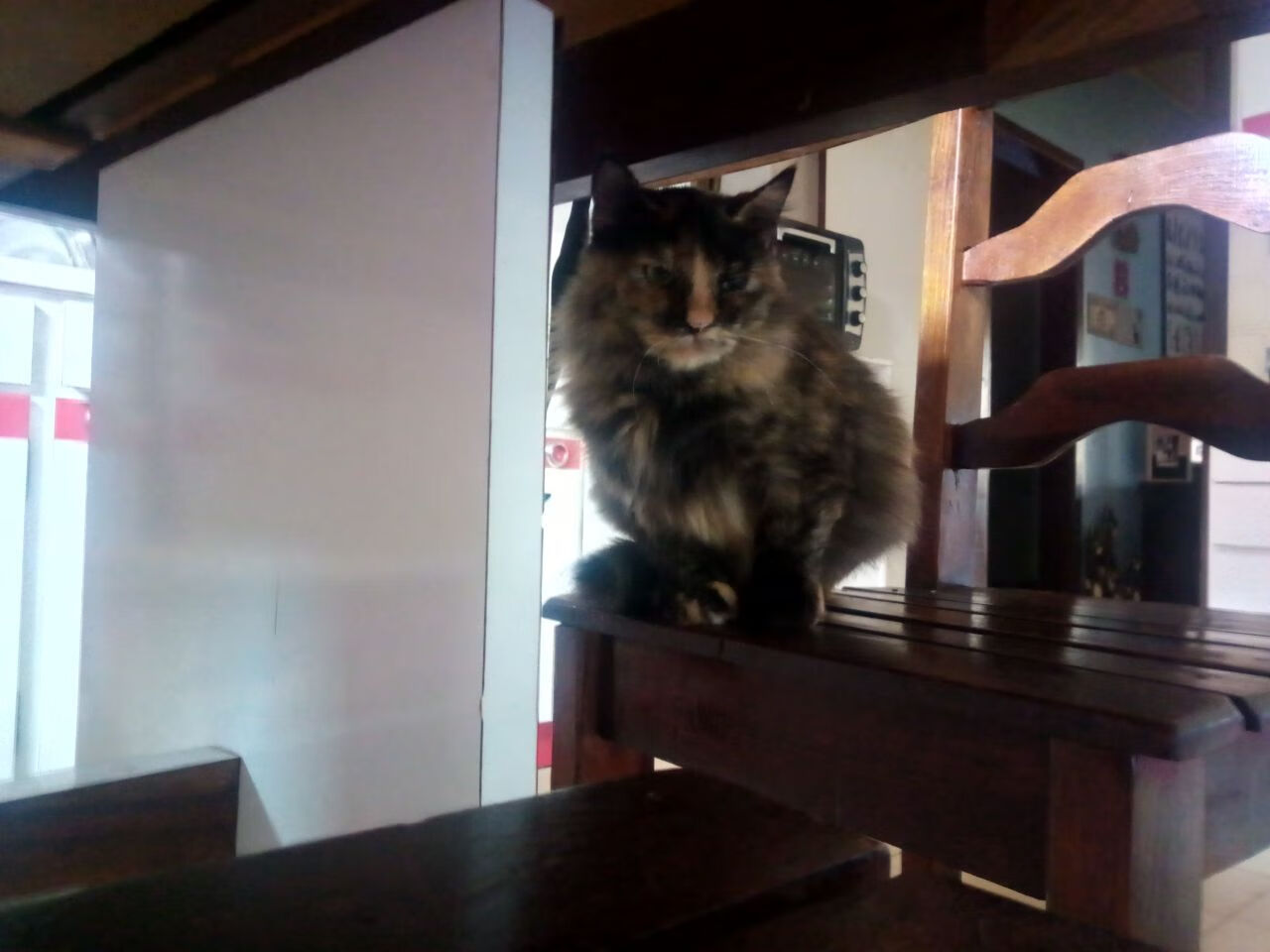 暴雨突袭天山—上海队一波流冲垮新疆，班凯罗攻防两端展露统治力