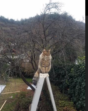 安哥拉三重奏，布鲁诺爆发，提前终结悬念尼斯的轰鸣