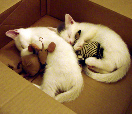 开云APP-当欧冠舞台照进亚洲杯预选赛，伊拉克3-0希腊的铁血启示录