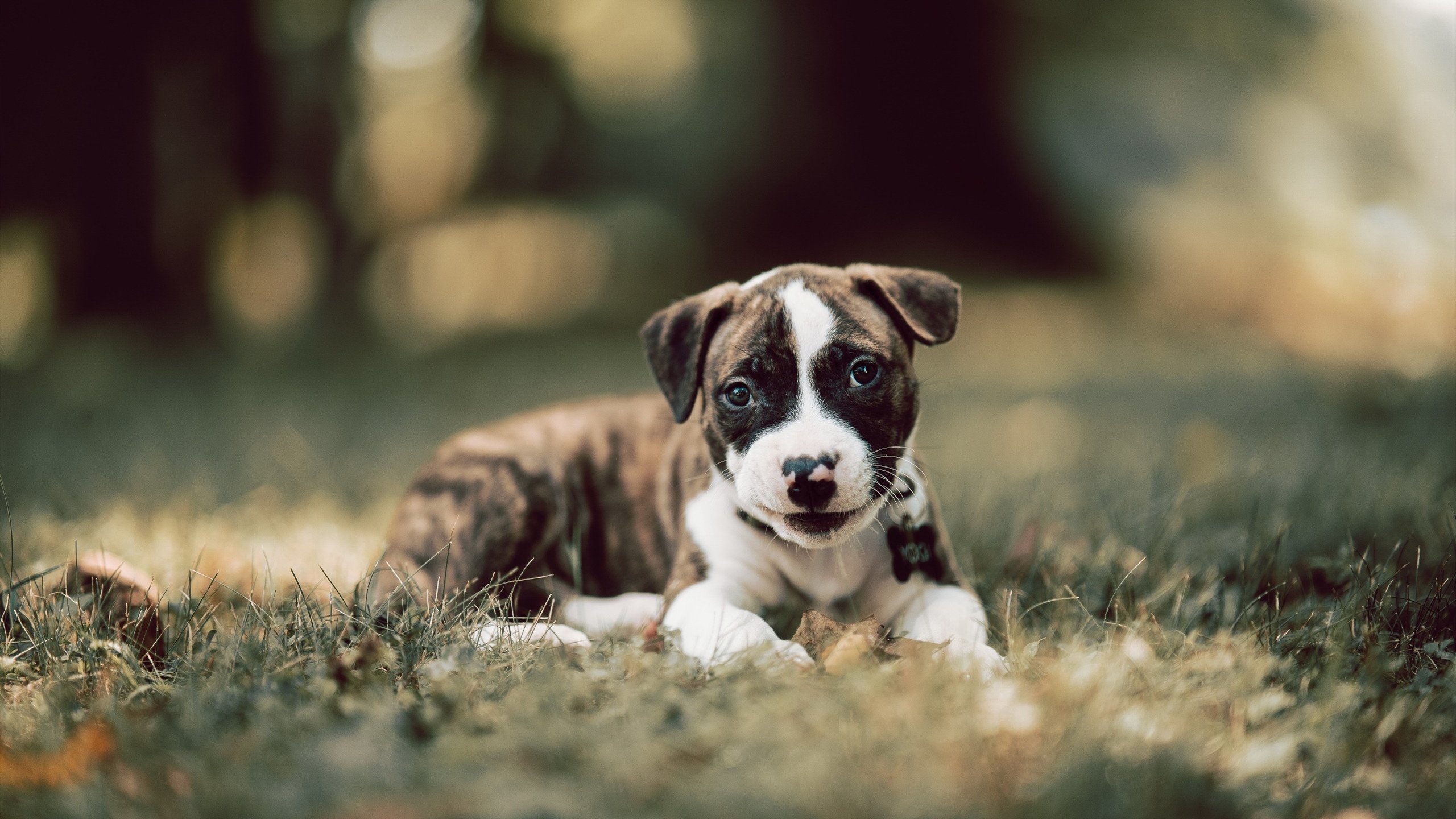 开云官网-归化之谜，格列兹曼一锤定音，马里强行终结阿尔及利亚非洲杯征程