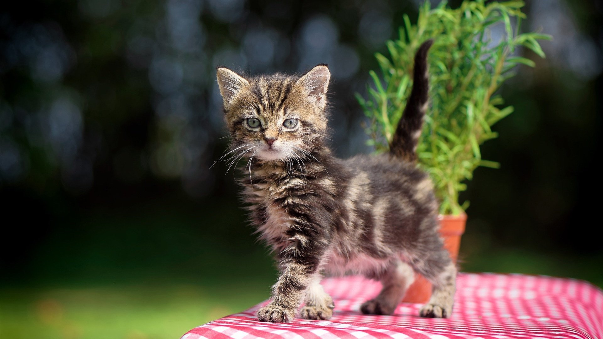 开云体育在线-NBA季后赛氛围下的足球盛宴，尼斯加时险胜塞内加尔