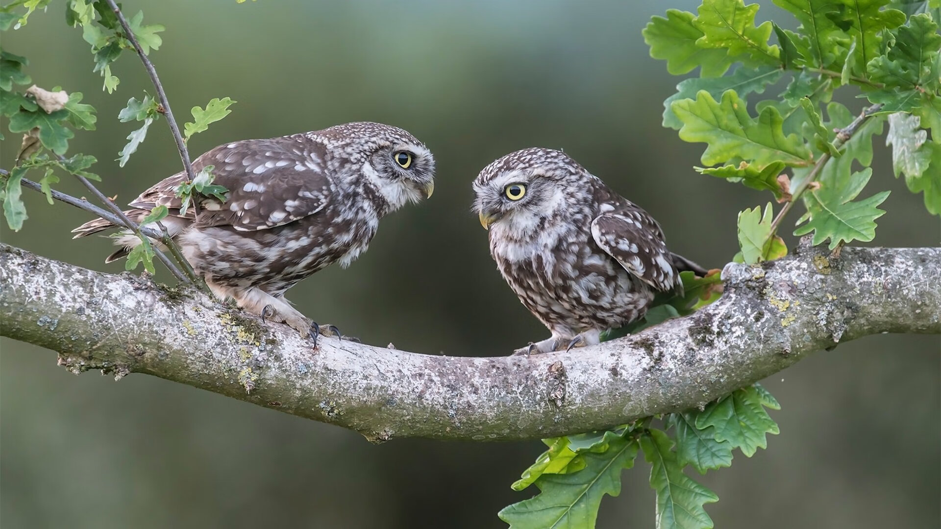 奥运周期关键战，骑士提前终结悬念，灰熊败北折射备战挑战