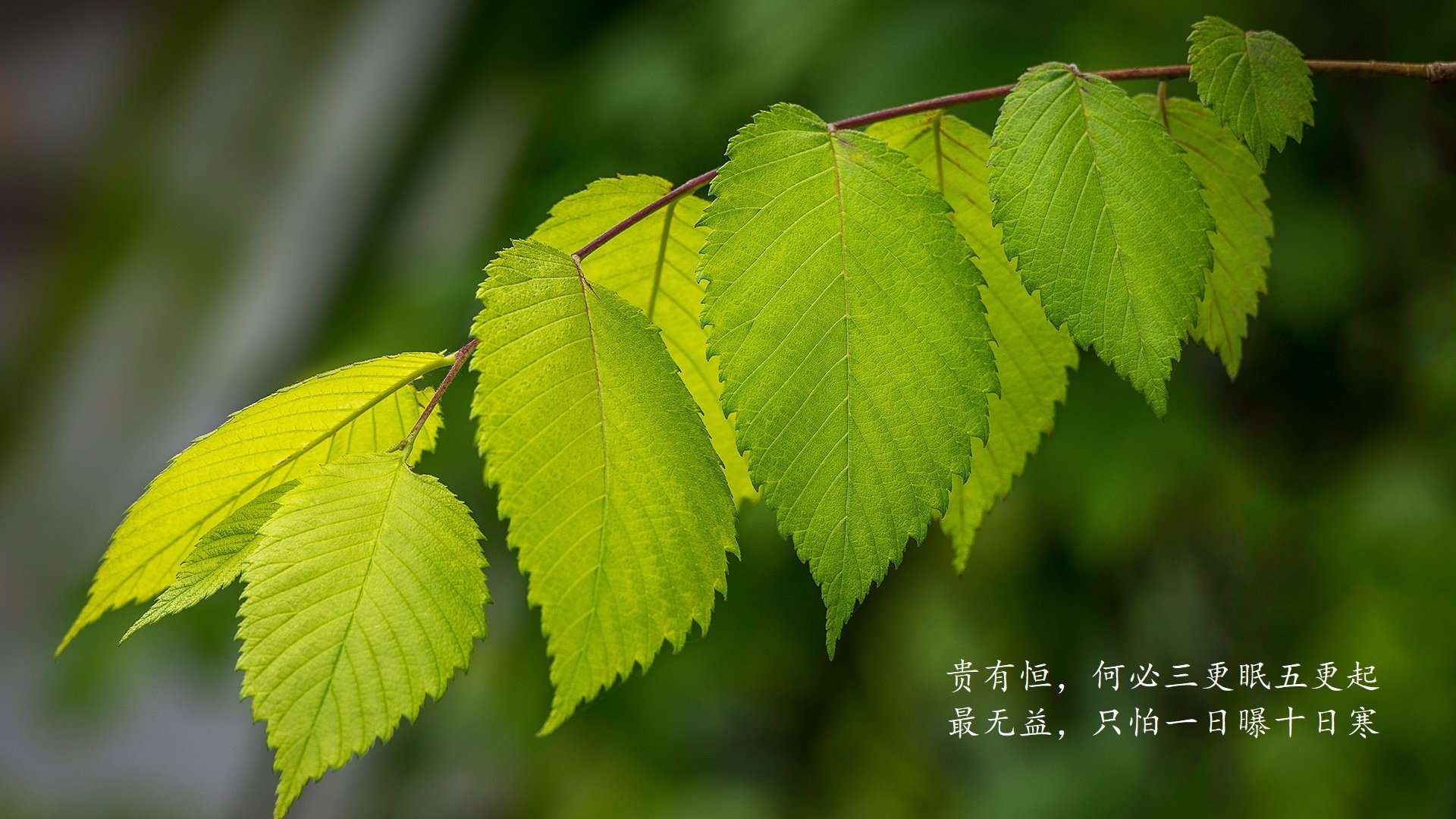 开云体育中国-铁血逆转,莱万多夫斯基神级临场调度,乌兹别克斯坦力克智利锁定E组出线权